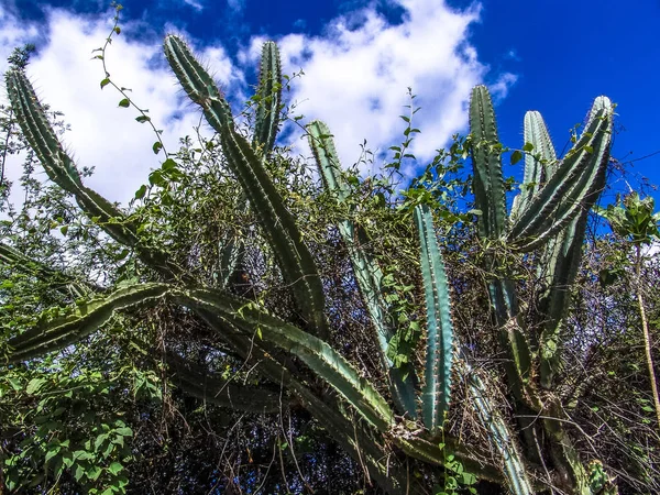 Mandacaru Podravska Cactus Doornen Brazilië — Stockfoto