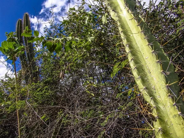 Mandacaru Nordöstra Cactus Törnen Brasilien — Stockfoto