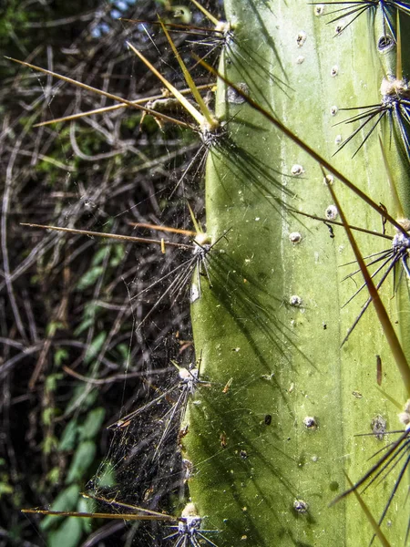 Espinas Cactus Del Noreste Mandacaru Brasil —  Fotos de Stock