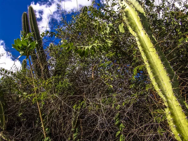 Mandacaru Podravska Cactus Doornen Brazilië — Stockfoto