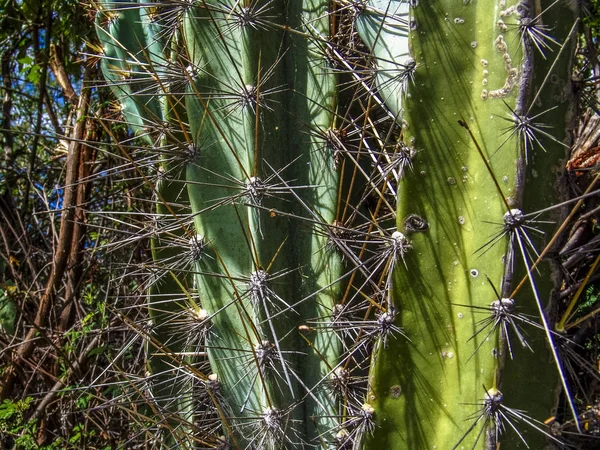 Mandacaru Nordöstra Cactus Törnen Brasilien — Stockfoto