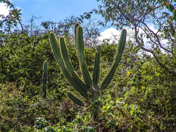 Mandacaru Nordöstra Cactus Törnen Brasilien — Stockfoto