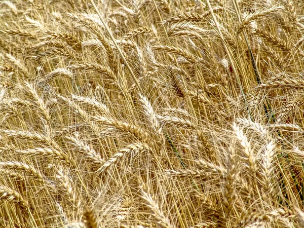 Impianto Grano Sul Campo Brasile — Foto Stock