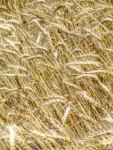 Wheat Plant Field Brazil — Stock Photo, Image