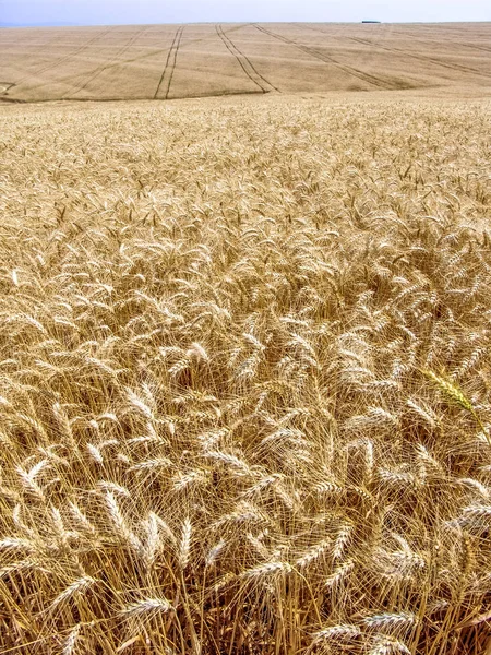 Planta Trigo Campo Brasil — Foto de Stock