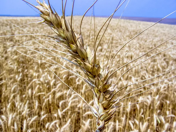 Wheat Plant Field Brazil — Stock Photo, Image