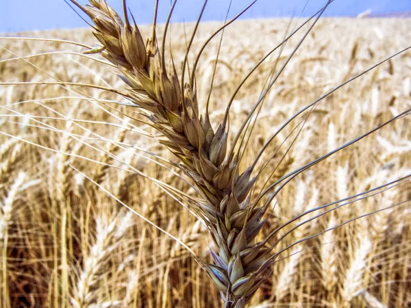 Wheat Plant Field Brazil — Stock Photo, Image