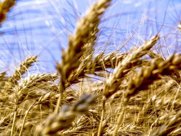 Wheat Plant Field Brazil — Stock Photo, Image