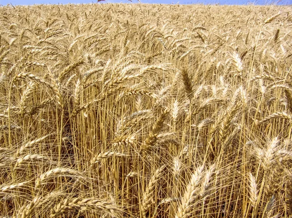 Wheat Plant Field Brazil — Stock Photo, Image