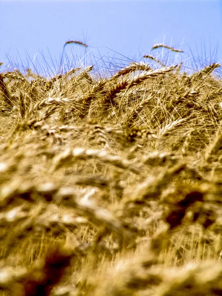 Wheat Plant Field Brazil — Stock Photo, Image