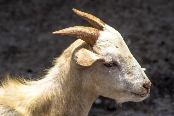 Doğumdan bebek keçi Brezilya