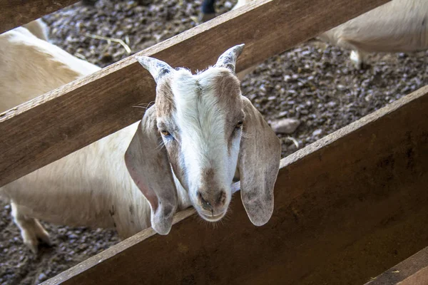 Doğumdan bebek keçi Brezilya