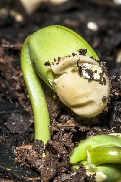 Brotes Judías Verdes Suelo Huerto Para Concepto Crecimiento Agricultura — Foto de Stock