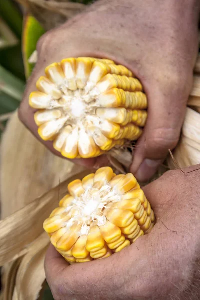 Agronomus bir kulak Mısır bir plantasyon içinde analiz eder.