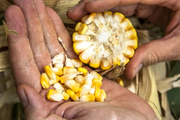 Agronomus bir kulak Mısır bir plantasyon içinde analiz eder.