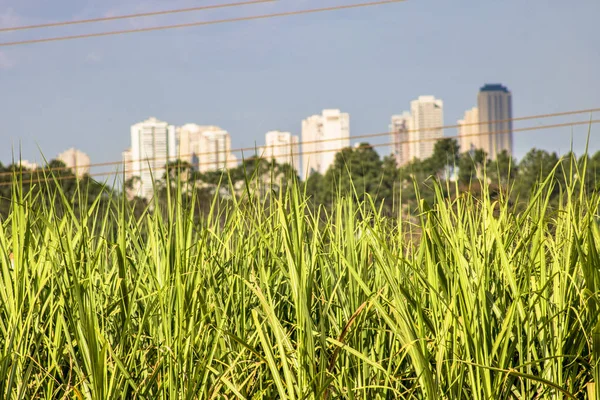 Sugar cane field in urban area of Ribeirao Preto