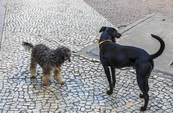 Two Mongrels Dogs City Street — Stock Photo, Image
