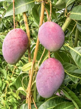 Mango meyve Brezilya olgunlaşma vardır