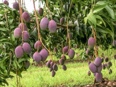Mango meyve Brezilya olgunlaşma vardır