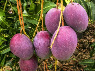 Mango meyve Brezilya olgunlaşma vardır