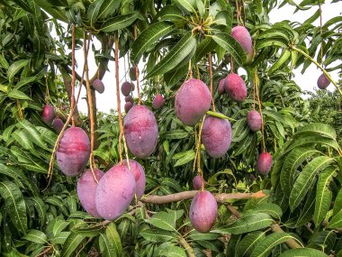 Mango meyve Brezilya olgunlaşma vardır