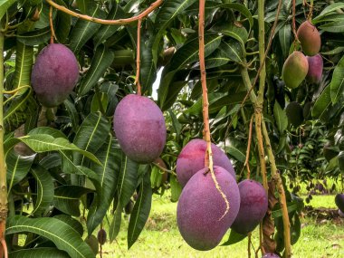 Mango meyve Brezilya olgunlaşma vardır
