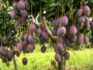 Mango meyve Brezilya olgunlaşma vardır