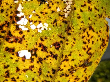 Soya yaprak üzerinde Asya pas (Phakopsora pachyrhizi)