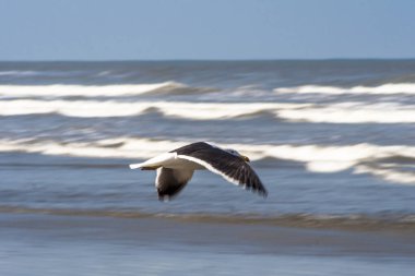 Sao Paulo Güney sahil devlet Peruibe plaj üzerinde martı