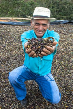 Minas Gerais, Brezilya, Ağustos 02, 2008. Bir çiftlikte Minas Gerais eyaletinde kuru kahve çekirdekleri çiftçi tutar