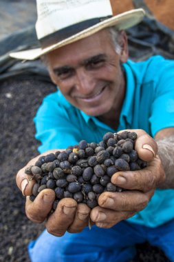 Minas Gerais, Brezilya, Ağustos 02, 2008. Bir çiftlikte Minas Gerais eyaletinde kuru kahve çekirdekleri çiftçi tutar