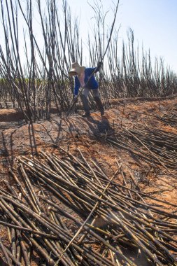 Bariri, Sao Paulo, Brezilya, 10 Ekim 2008. emek hasat şeker kamışı, Brezilya