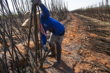 Bariri, Sao Paulo, Brezilya, 10 Ekim 2008. emek hasat şeker kamışı, Brezilya