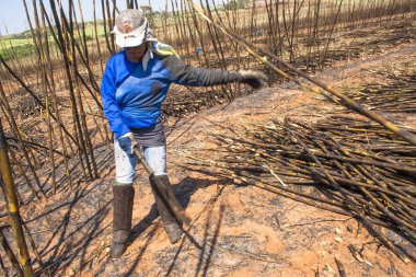 Bariri, Sao Paulo, Brezilya, 10 Ekim 2008. emek hasat şeker kamışı, Brezilya
