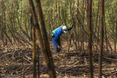Bariri, Sao Paulo, Brezilya, 10 Ekim 2008. emek hasat şeker kamışı, Brezilya