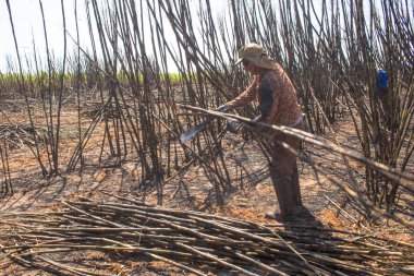 Bariri, Sao Paulo, Brezilya, 10 Ekim 2008. emek hasat şeker kamışı, Brezilya
