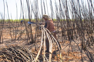 Bariri, Sao Paulo, Brezilya, 10 Ekim 2008. emek hasat şeker kamışı, Brezilya