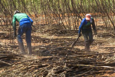 Bariri, Sao Paulo, Brezilya, 10 Ekim 2008. emek hasat şeker kamışı, Brezilya