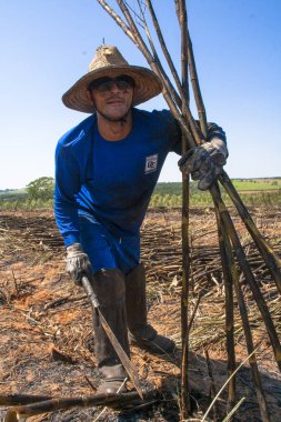Bariri, Sao Paulo, Brezilya, 10 Ekim 2008. emek hasat şeker kamışı, Brezilya