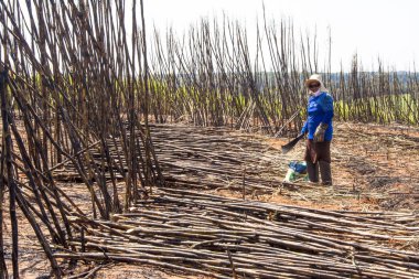 Bariri, Sao Paulo, Brezilya, 10 Ekim 2008. emek hasat şeker kamışı, Brezilya
