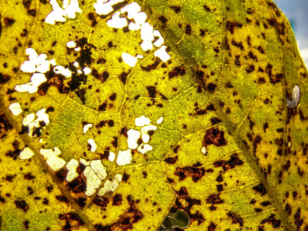 Asian rust (Phakopsora pachyrhizi) on soy leaf