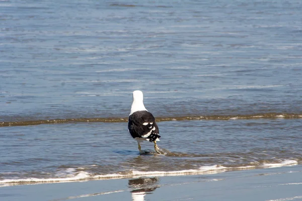 Seagull Για Την Παραλία Του Peruibe Στη Νότια Ακτή Του — Φωτογραφία Αρχείου