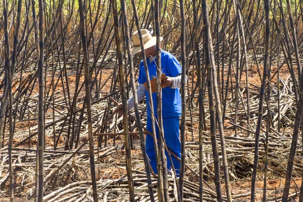 Bariri Sao Paulo Brazil October 2008 Labour Harvest Sugar Cane — Stock Photo, Image