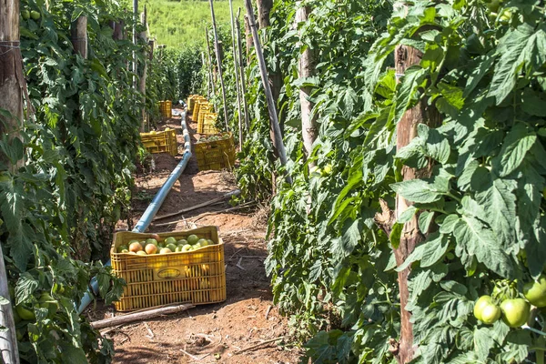 農場労働者は Apiai サンパウロ州のトマトの収穫 — ストック写真