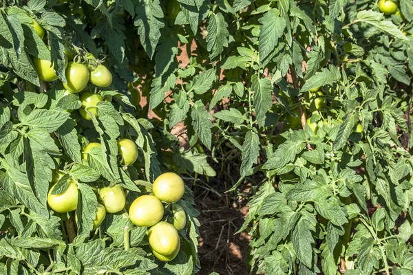 Werknemers Landbouw Maken Tomaten Oogst Apiai Braziliaanse Sao Paulo — Stockfoto