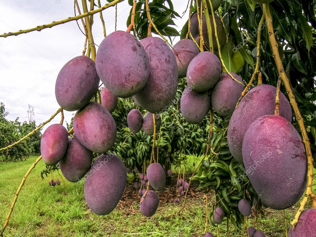Mango Fruits are Ripening in Brazil