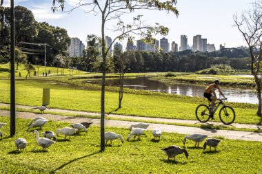 Curitiba, Parana, Brazil, January 31, 2017. Duks on Grass in Barigui Park, Curitiba city clipart