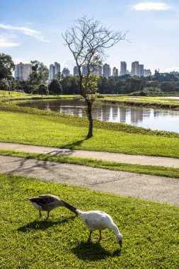 Curitiba, Parana, Brezilya, 31 Ocak 2017. Barigui Parkı, Curitiba şehir çimenlerin üzerinde duks