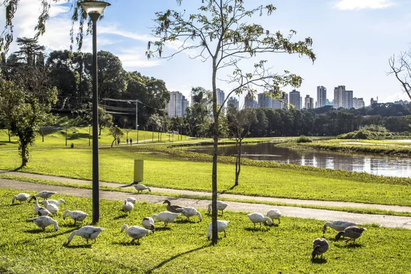 Curitiba Paraná Brasil Enero 2017 Duks Grass Barigui Park Curitiba — Foto de Stock