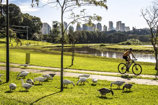 Curitiba Paraná Brasil Enero 2017 Duks Grass Barigui Park Curitiba — Foto de Stock